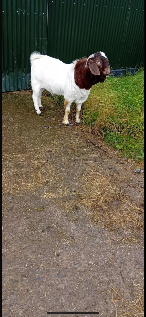 Boer buck goats - Image 1