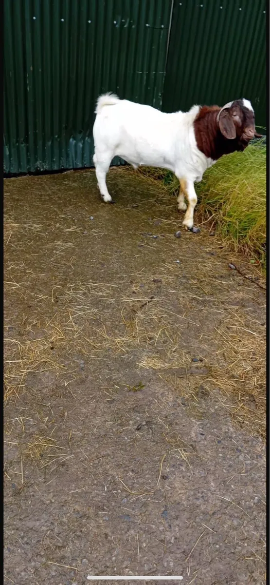 Boer buck goats - Image 2
