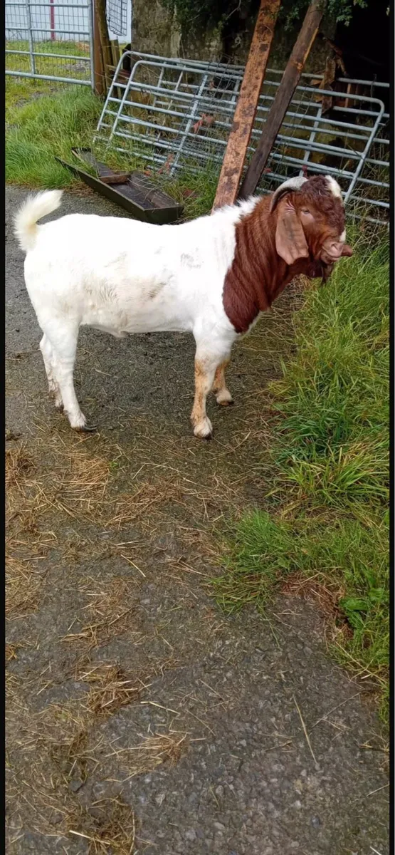 Boer buck goats - Image 3