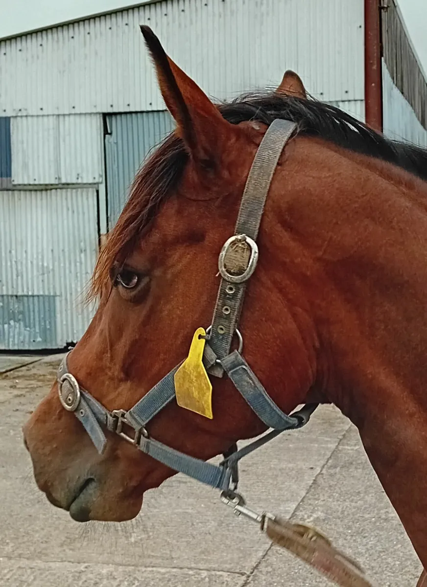 Thoroughbred mare - Image 2
