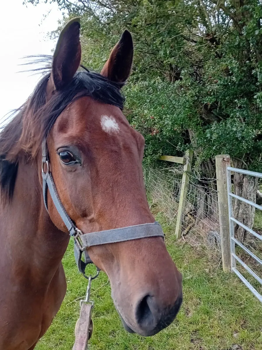 Thoroughbred mare - Image 4