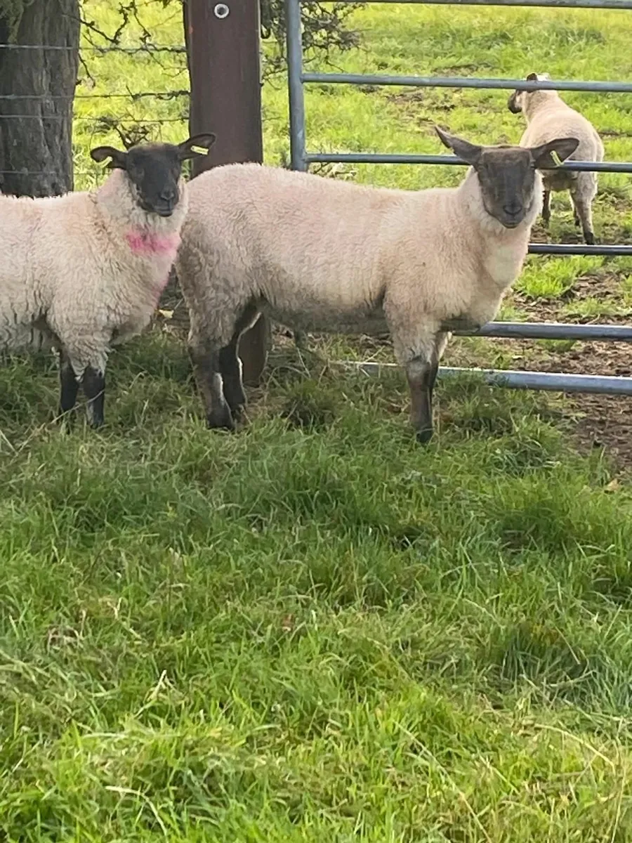 Fully organic ewe lambs - Image 2