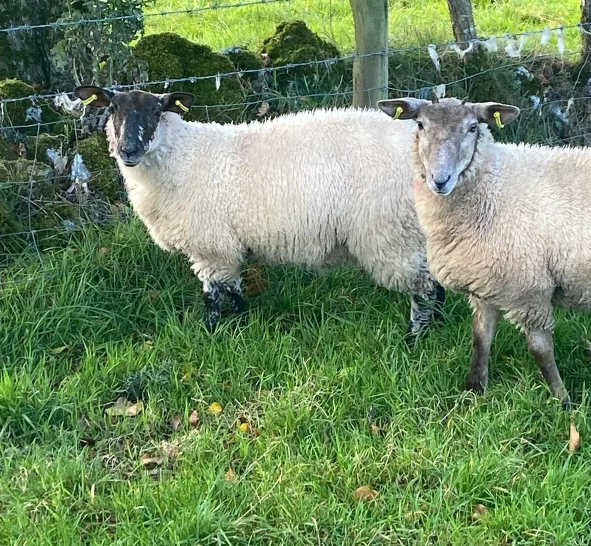 Fully organic ewe lambs - Image 3