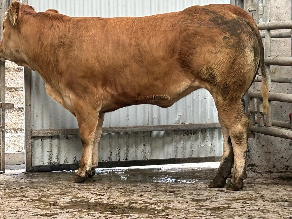 10 5 star genotyped incalf heifers - Image 2
