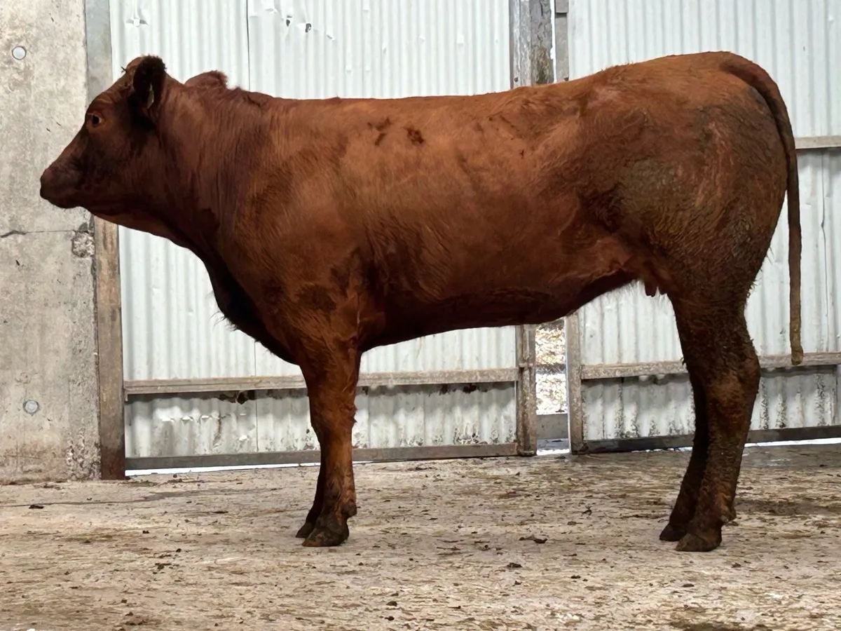 10 5 star genotyped incalf heifers - Image 4