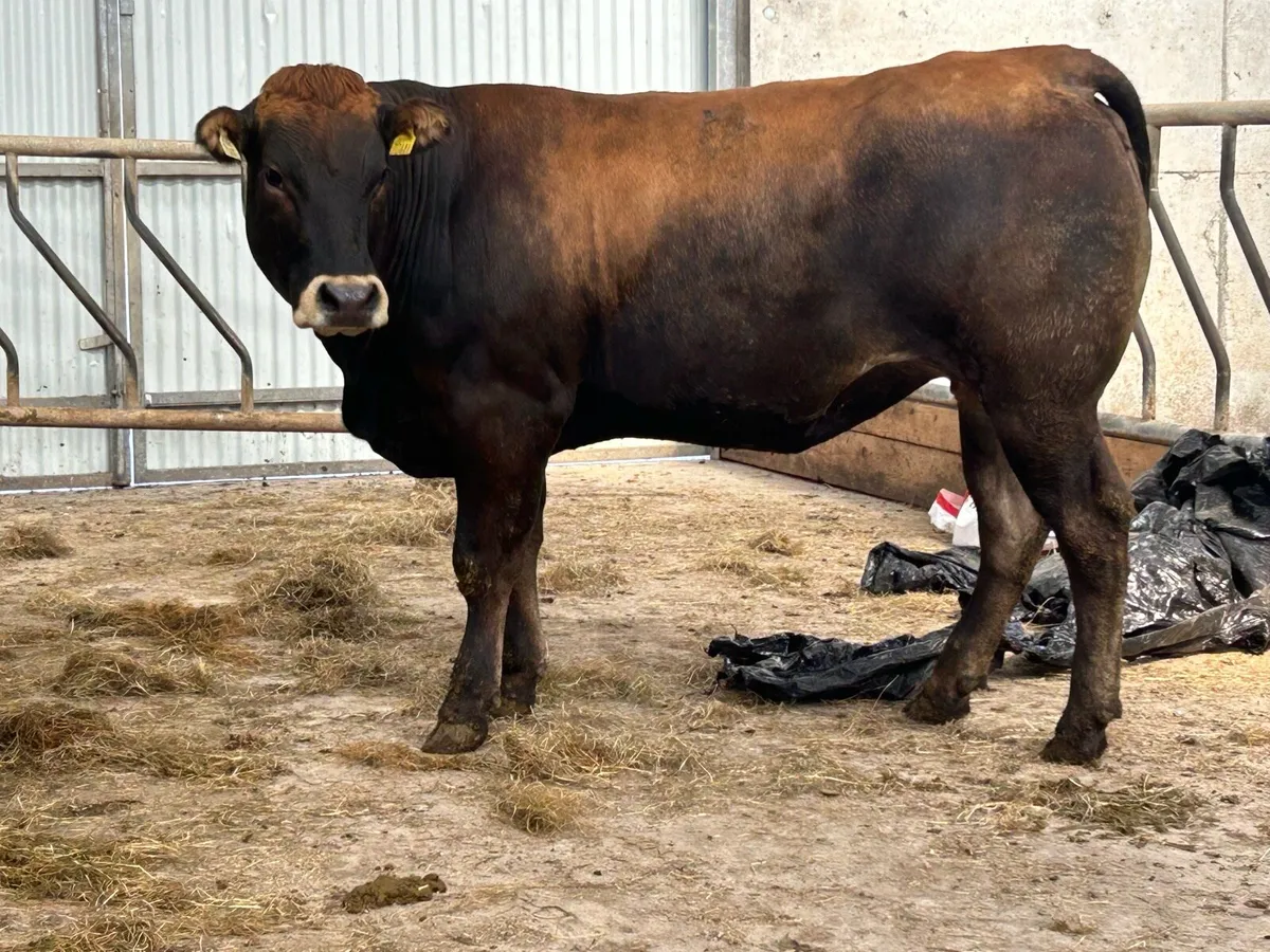 Super partinease heifer - Image 1