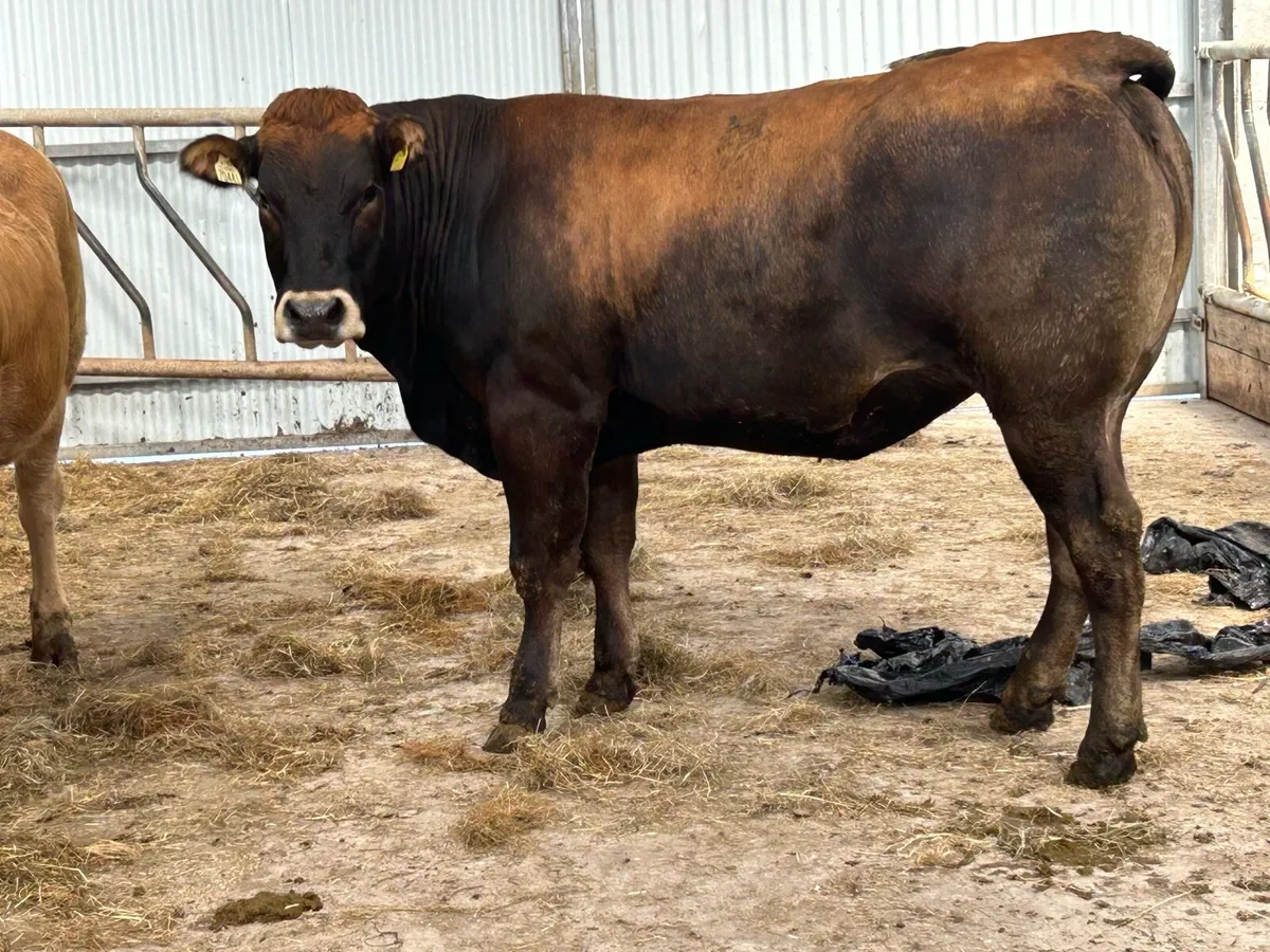 Super partinease heifer - Image 2