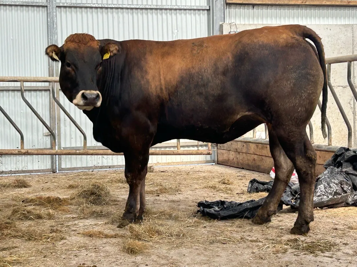 Super partinease heifer - Image 3