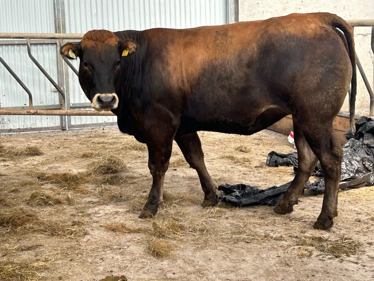 Super partinease heifer - Image 4