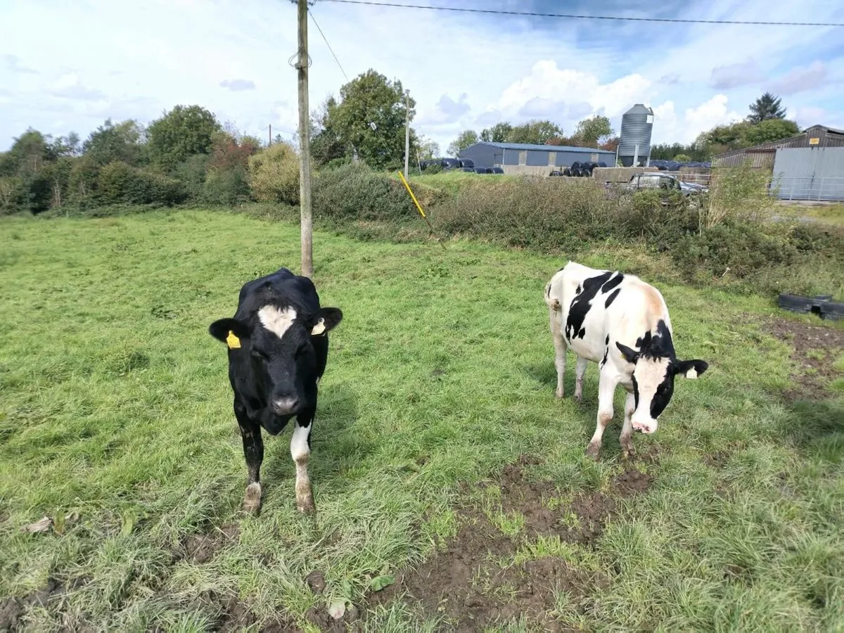 Heifers - Image 2