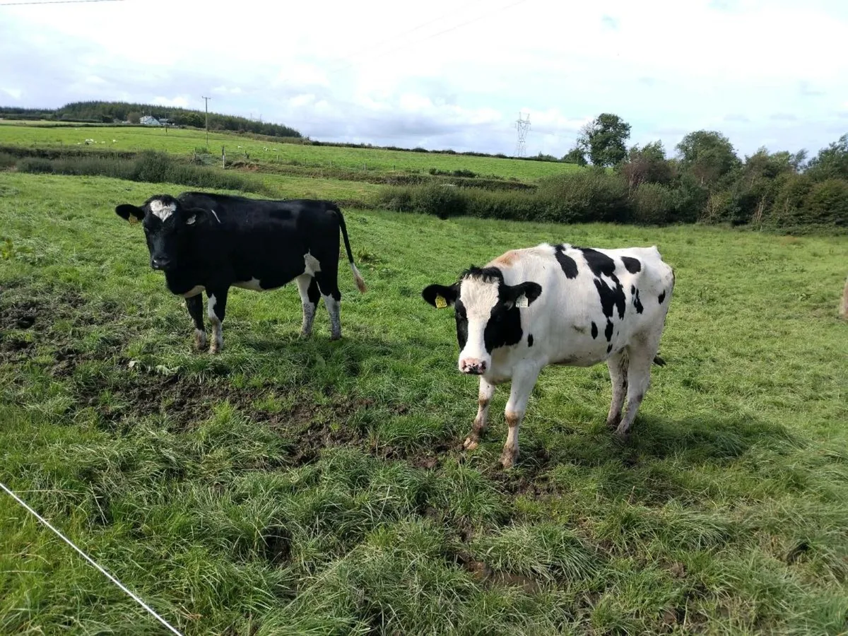 Heifers - Image 3