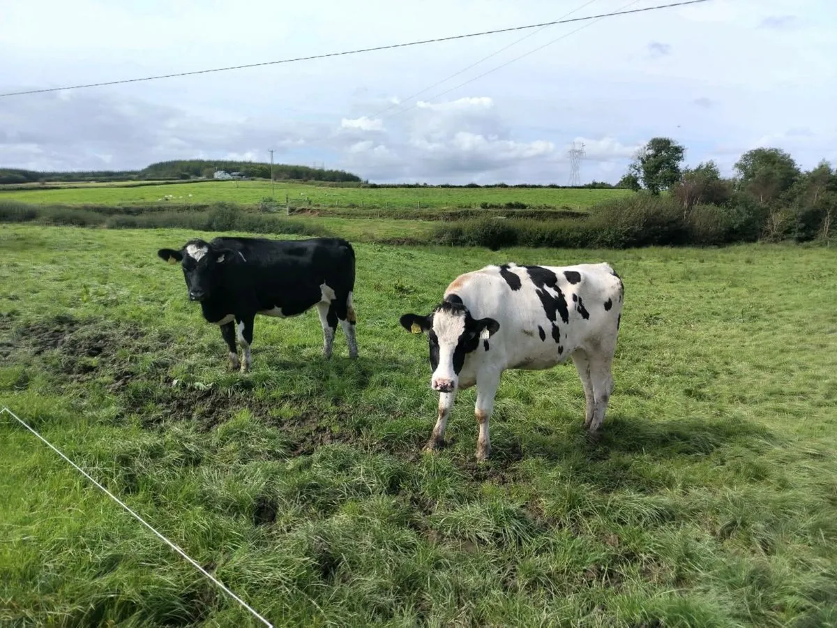 Heifers - Image 4