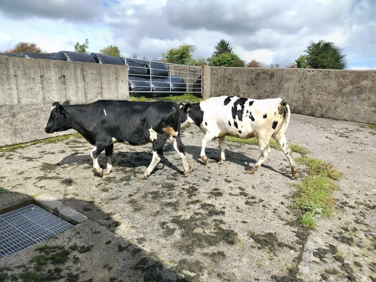 Heifers - Image 1