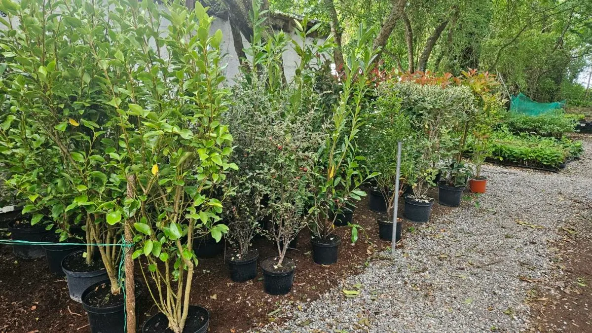 Tall 4 to 5ft Hedging, from 7euros - Image 2