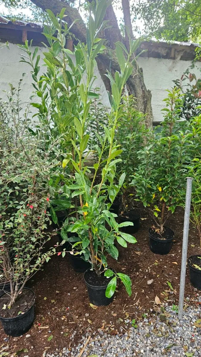 Tall 4 to 5ft Hedging, from 7euros - Image 3