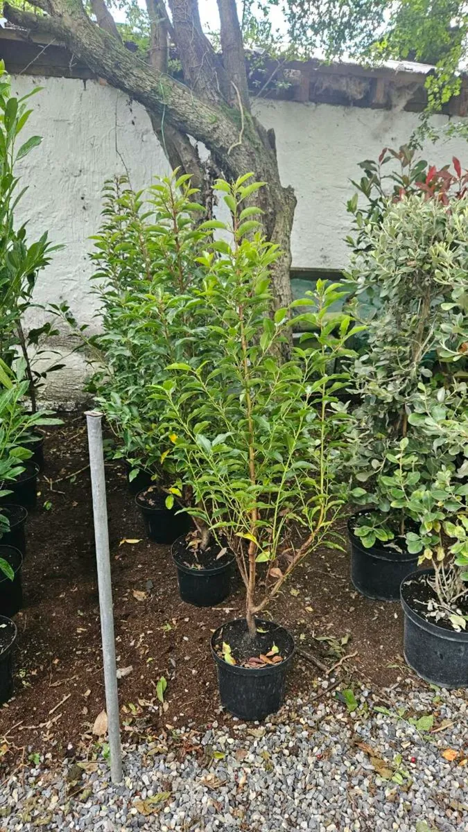 Tall 4 to 5ft Hedging, from 7euros - Image 4