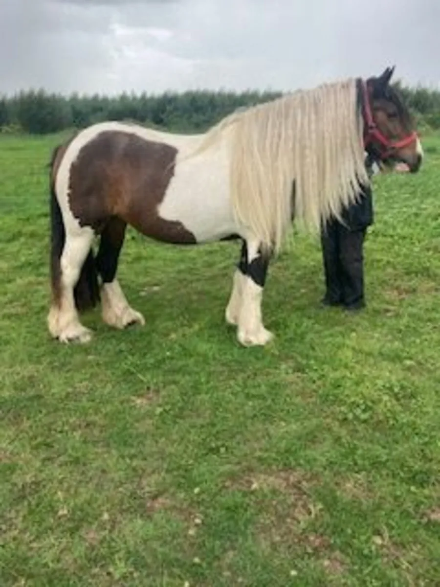 3 y.o. Skewbald filly - Image 1