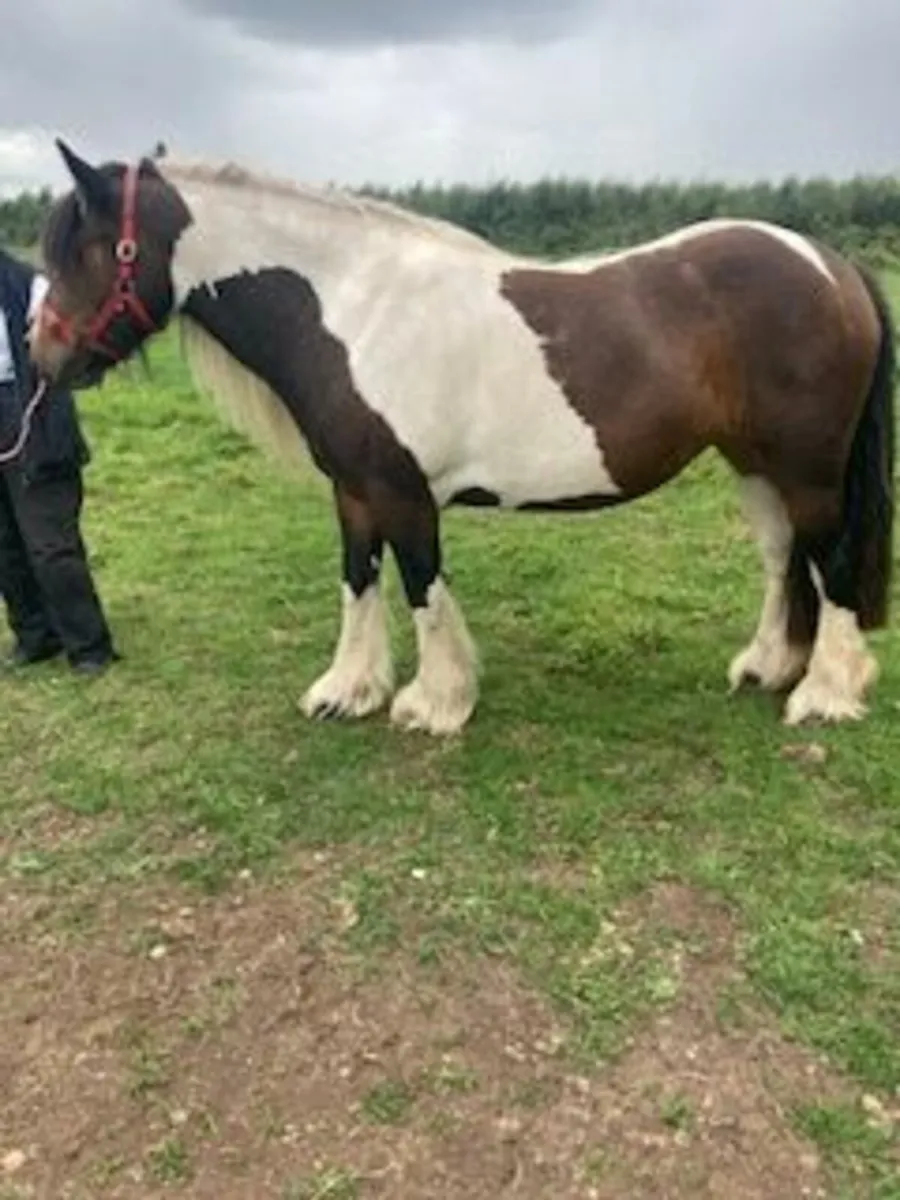 3 y.o. Skewbald filly - Image 2