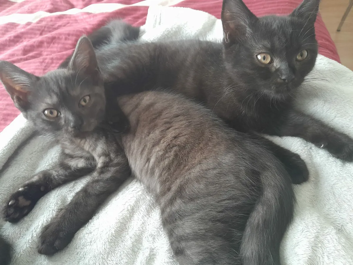 Kittens - Image 1