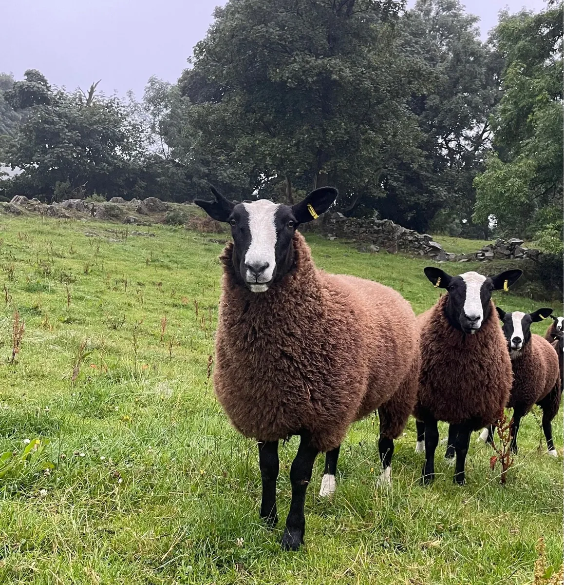 Zwartble Ewe Lambs - Image 1