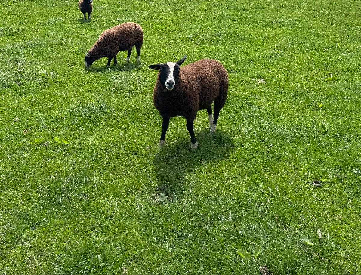 Zwartble Ewe Lambs - Image 2