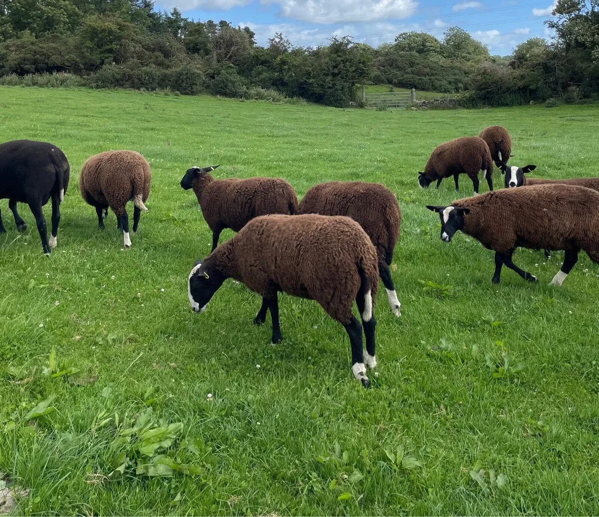Zwartble Ewe Lambs - Image 3
