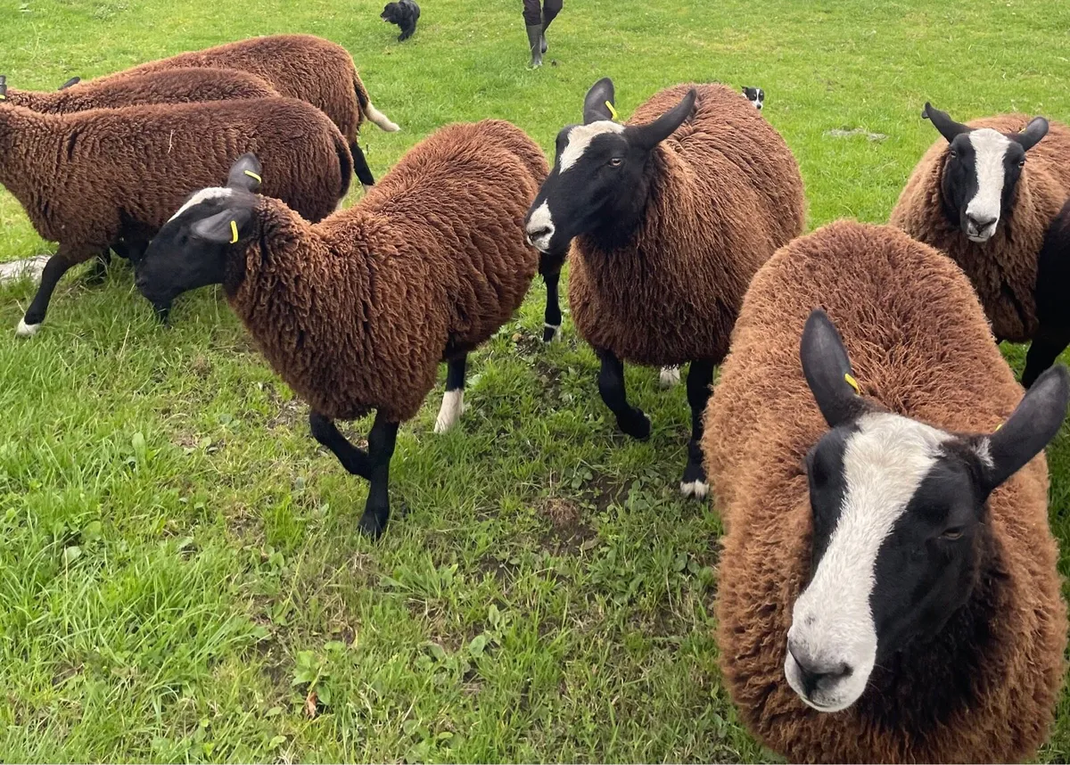 Zwartble Ewe Lambs - Image 4