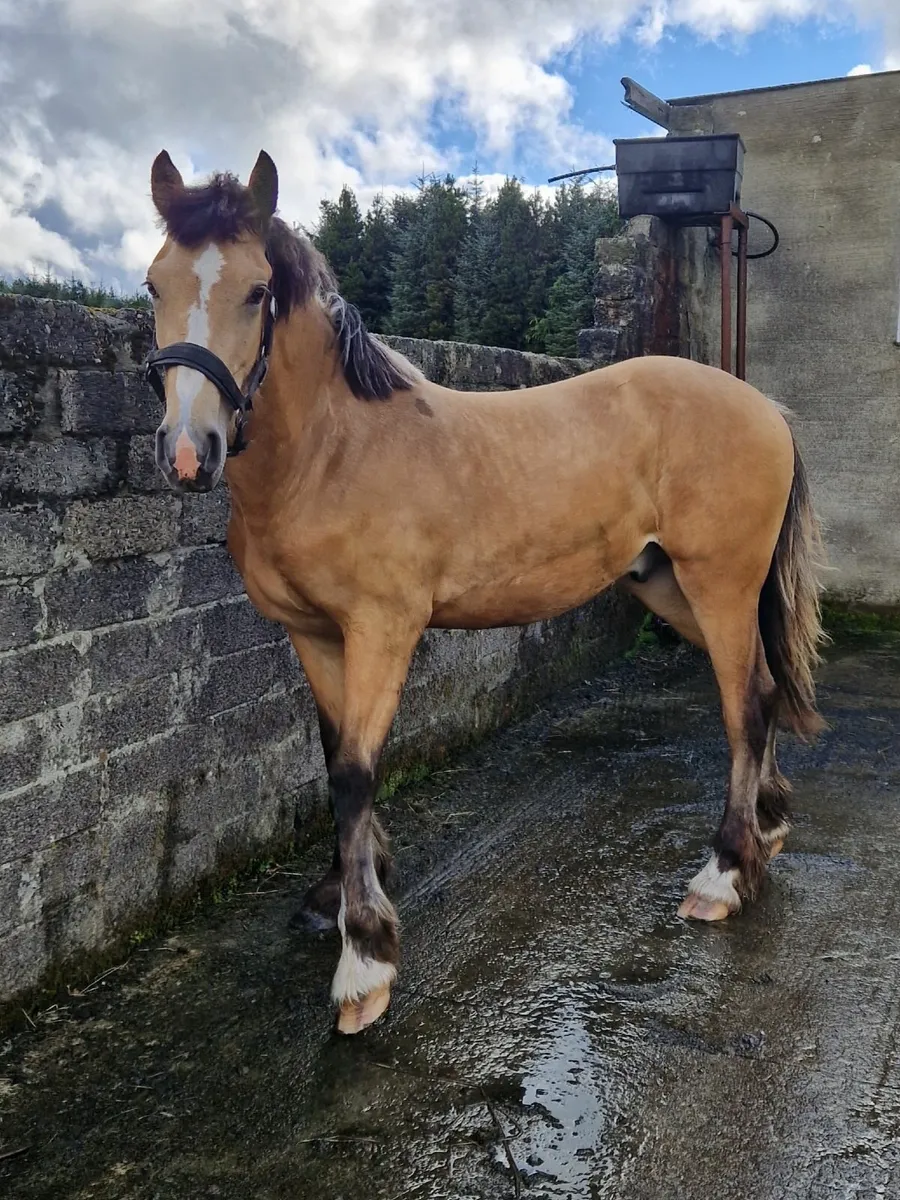 Dun Gelding to make 16h - Image 3