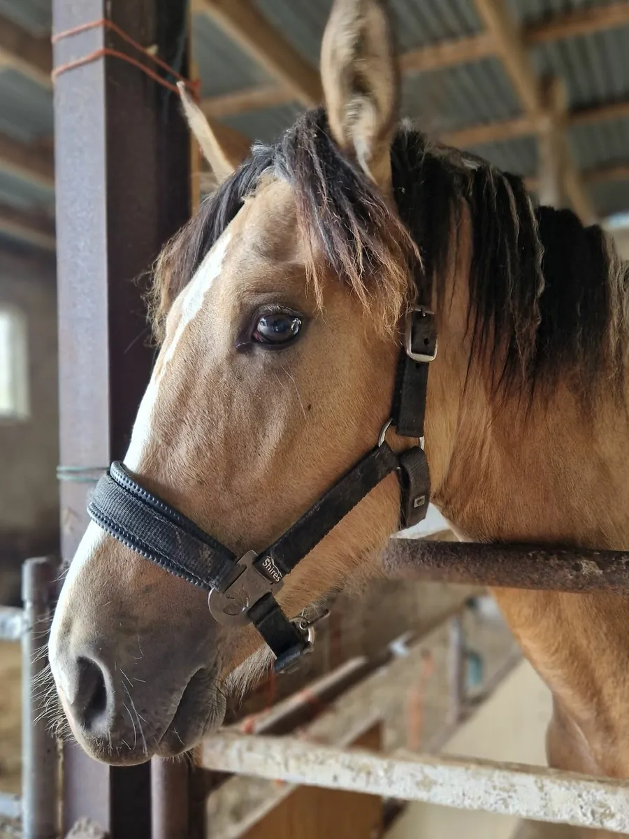 Dun Gelding to make 16h - Image 4