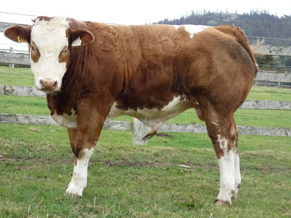 BBX Heifers and Bull - Image 1