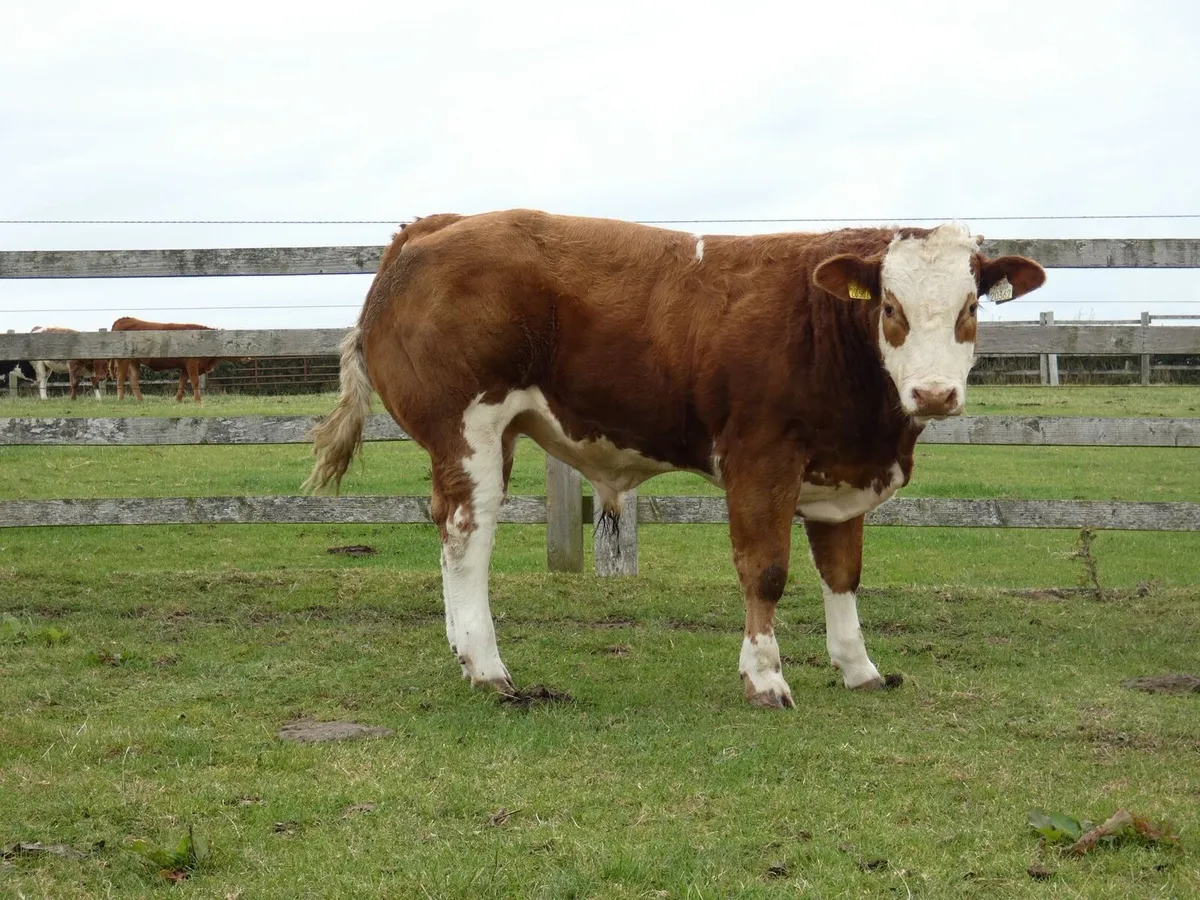 BBX Heifers and Bull - Image 2