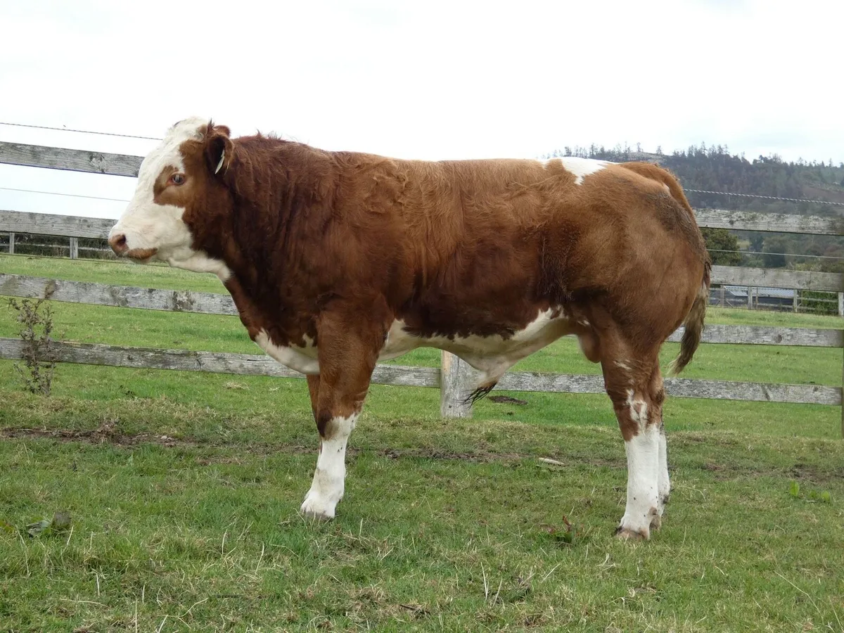 BBX Heifers and Bull - Image 4