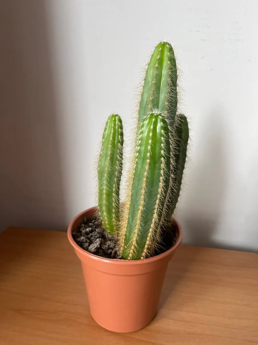 Cacti plant - Image 1