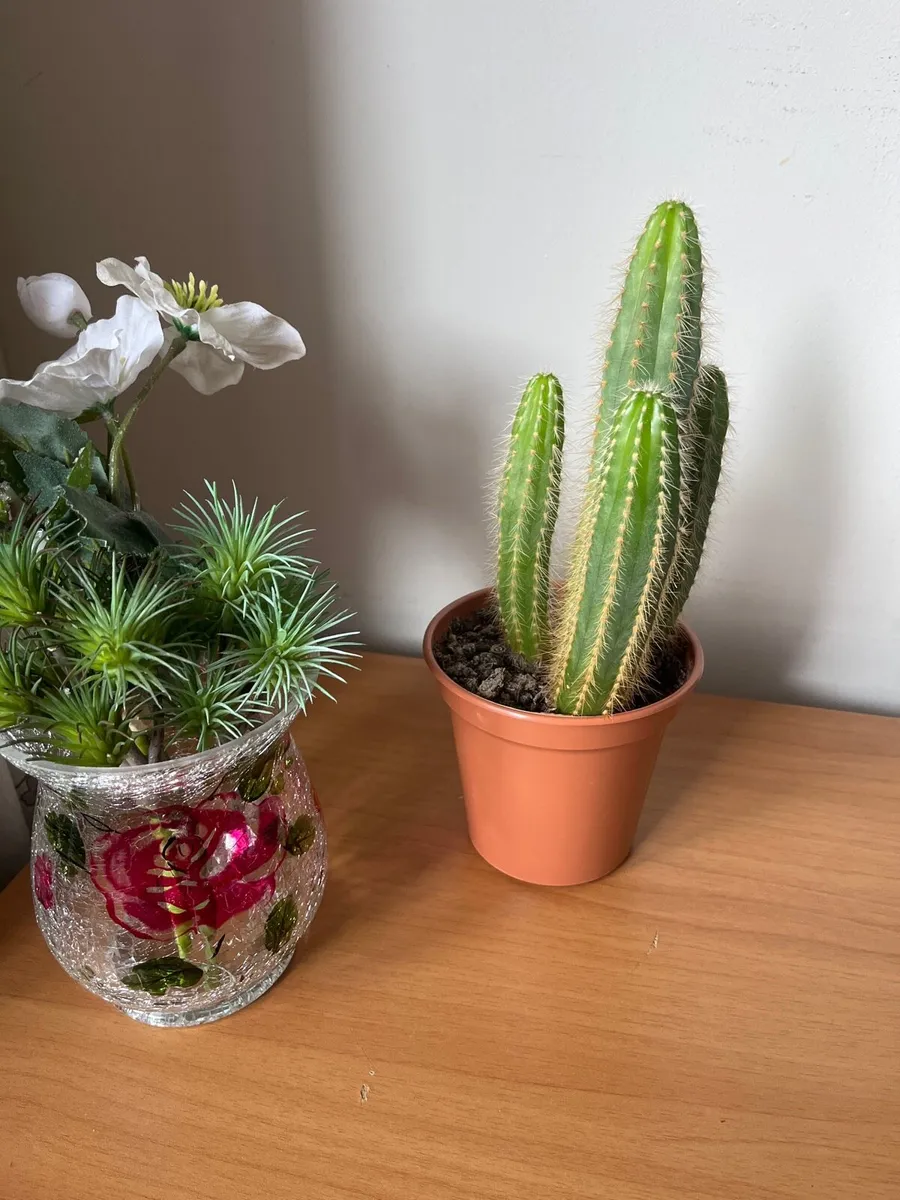 Cacti plant - Image 2