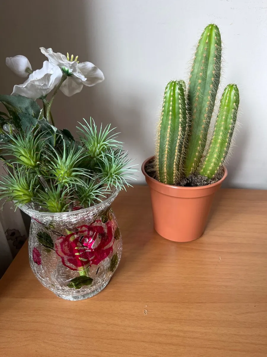 Cacti plant - Image 3