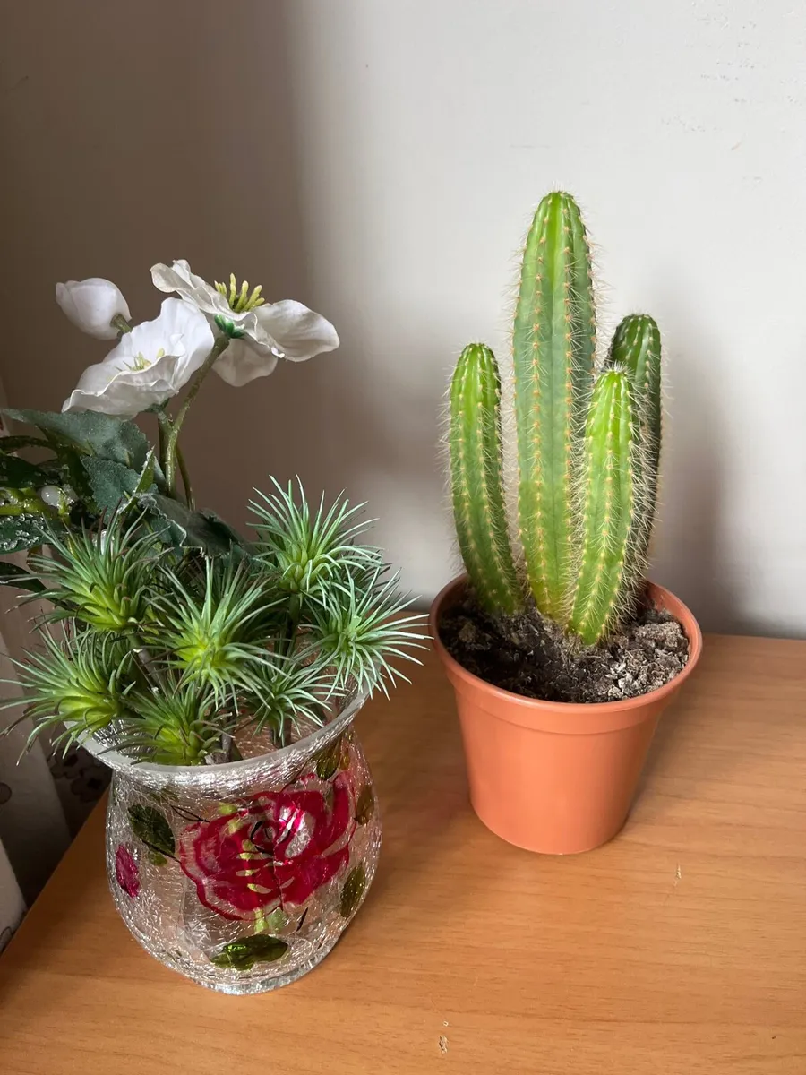 Cacti plant - Image 4