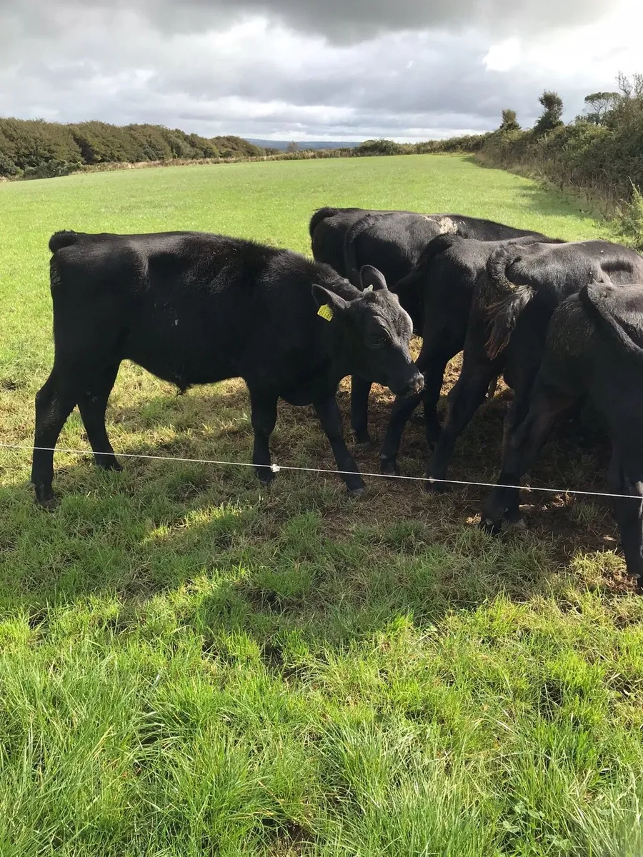 Feb/March Bull calves - Image 1