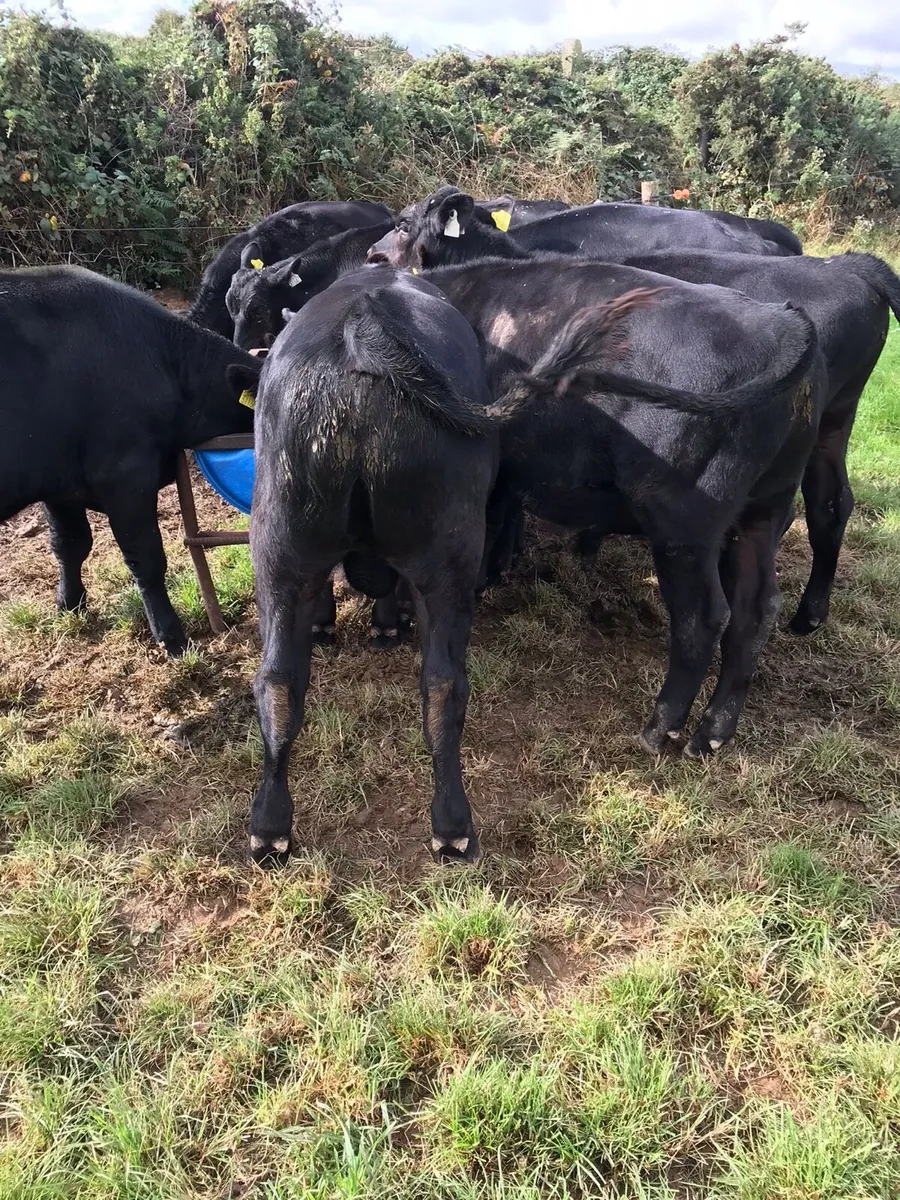 Feb/March Bull calves - Image 2