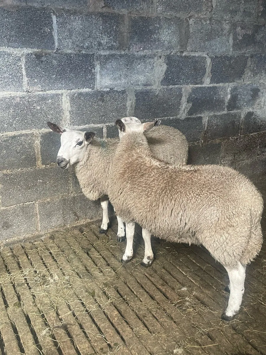 Aberfield Ram Lambs - Image 1