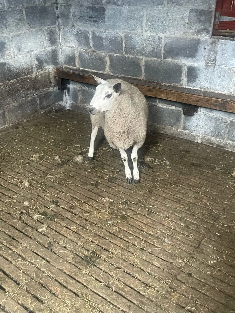 Aberfield Ram Lambs - Image 2