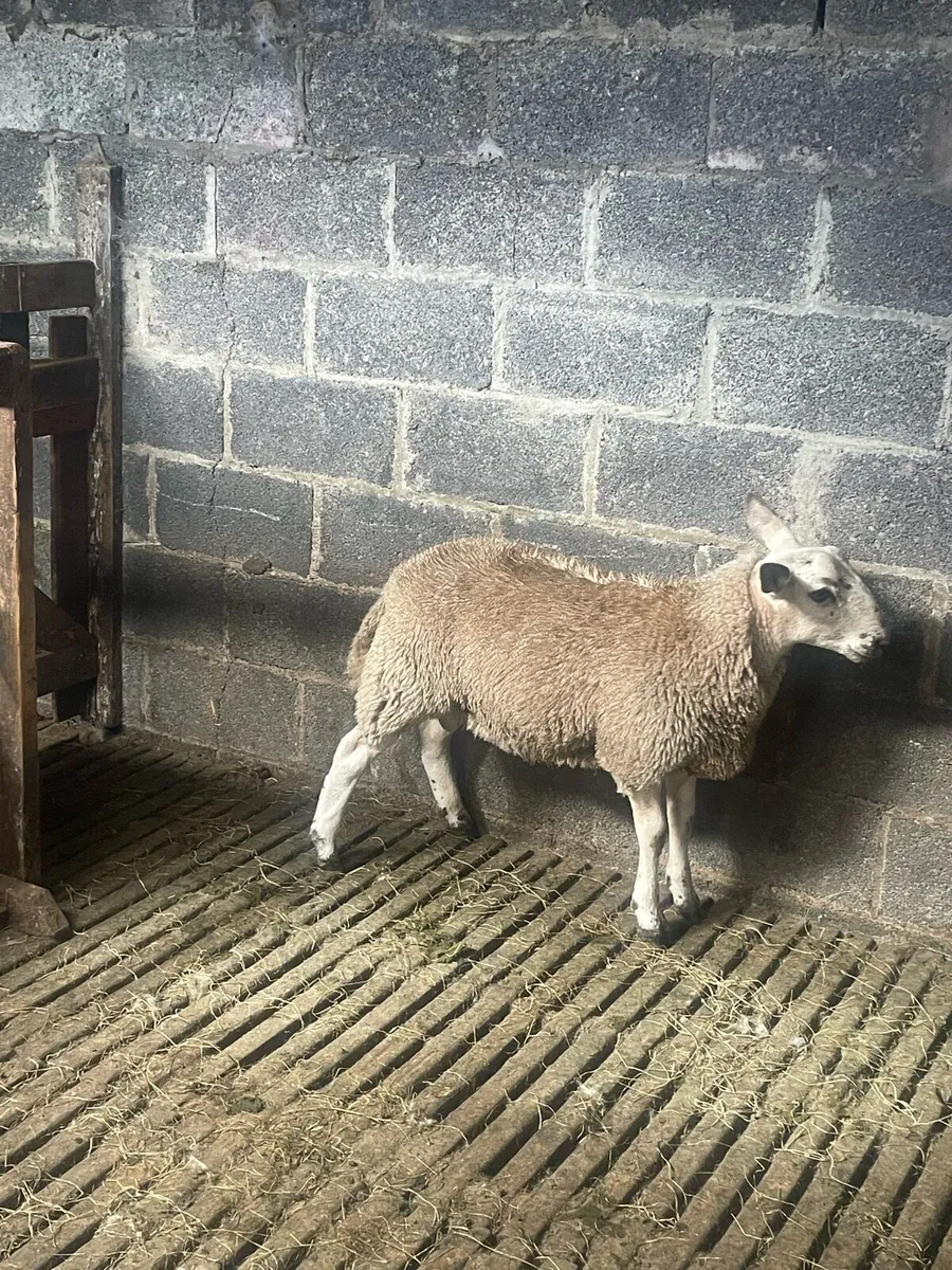 Aberfield Ram Lambs - Image 3