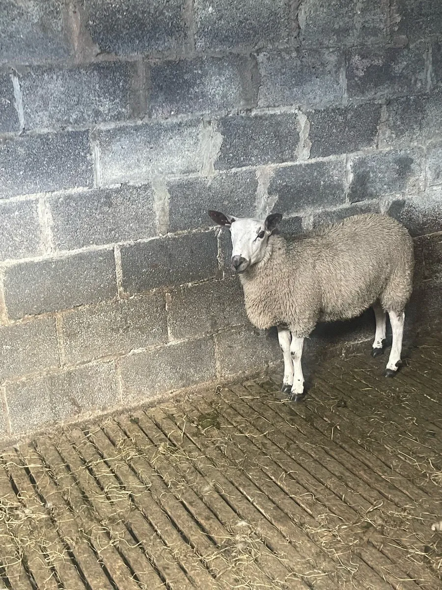 Aberfield Ram Lambs - Image 4