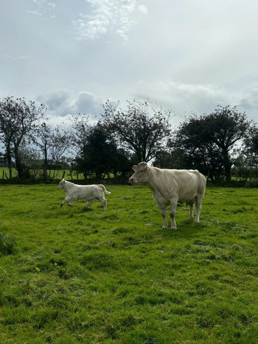 Charolais cow and calf - Image 1