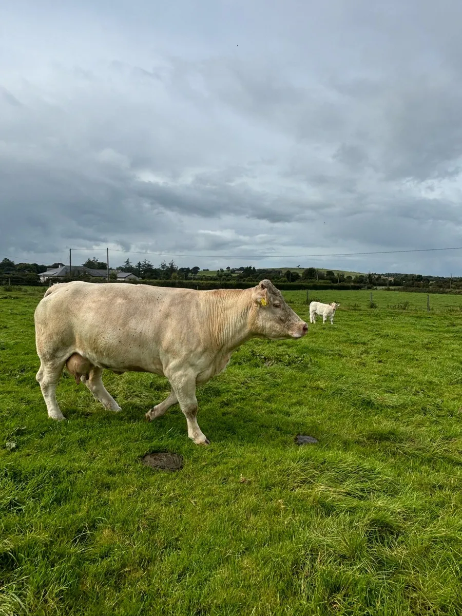 Charolais cow and calf - Image 2