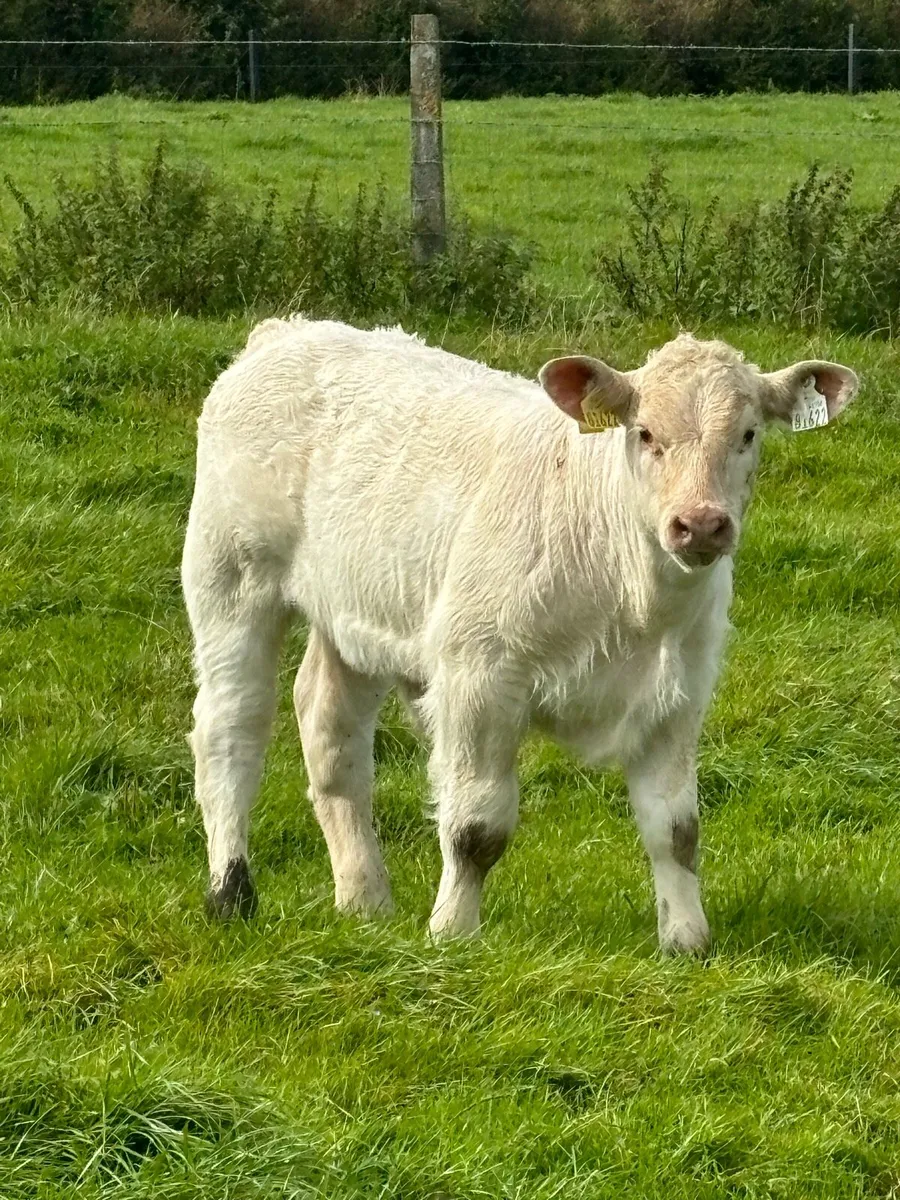 Charolais cow and calf - Image 3
