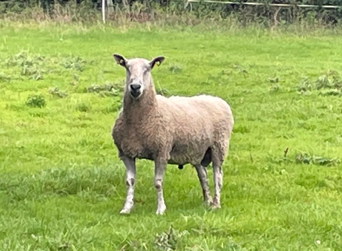 Bluefaced Leicester Stock Ram - Image 1