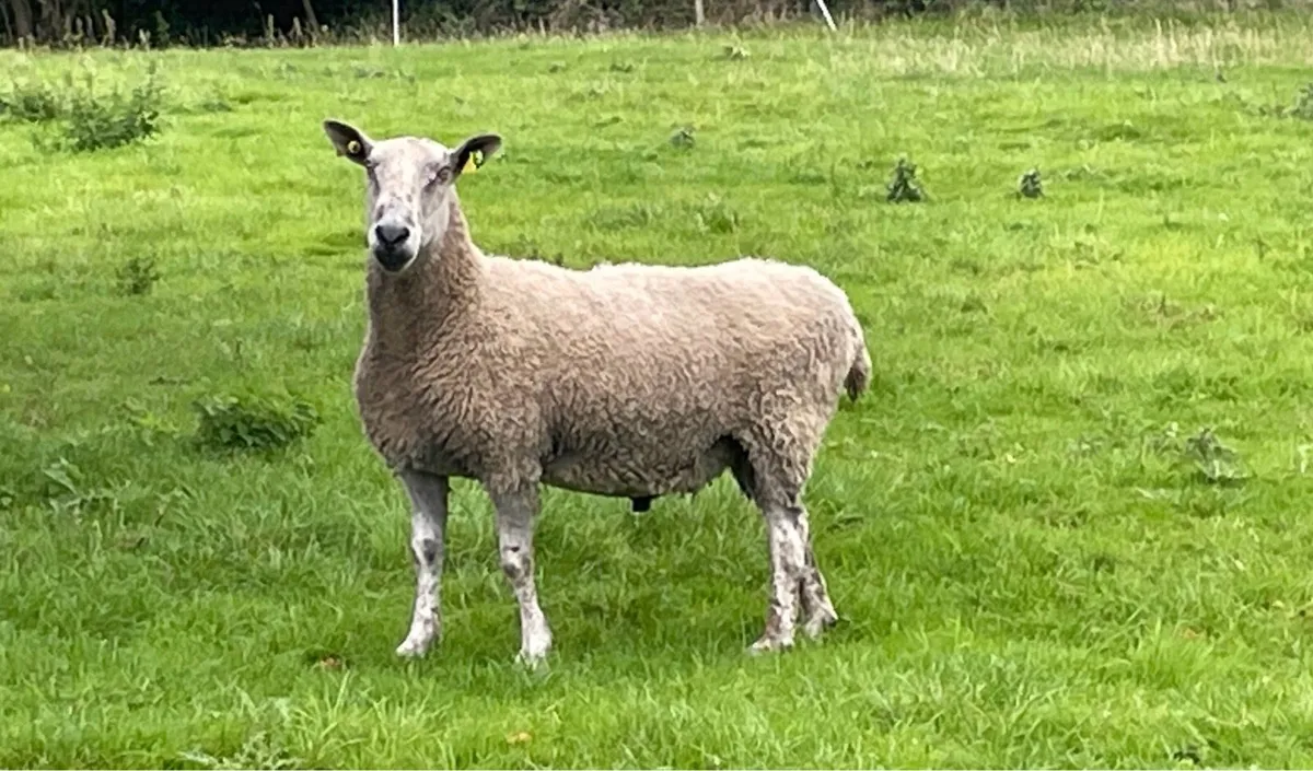 Bluefaced Leicester Stock Ram - Image 3