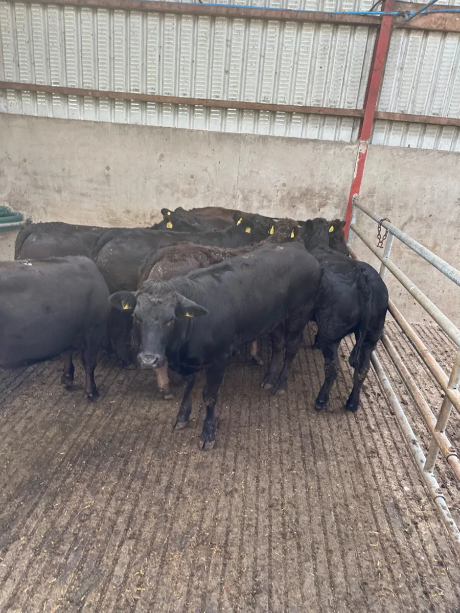 Lim heifers - Image 2