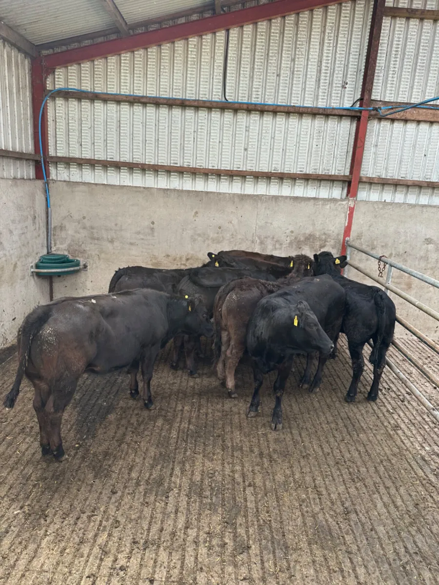 Lim heifers - Image 4