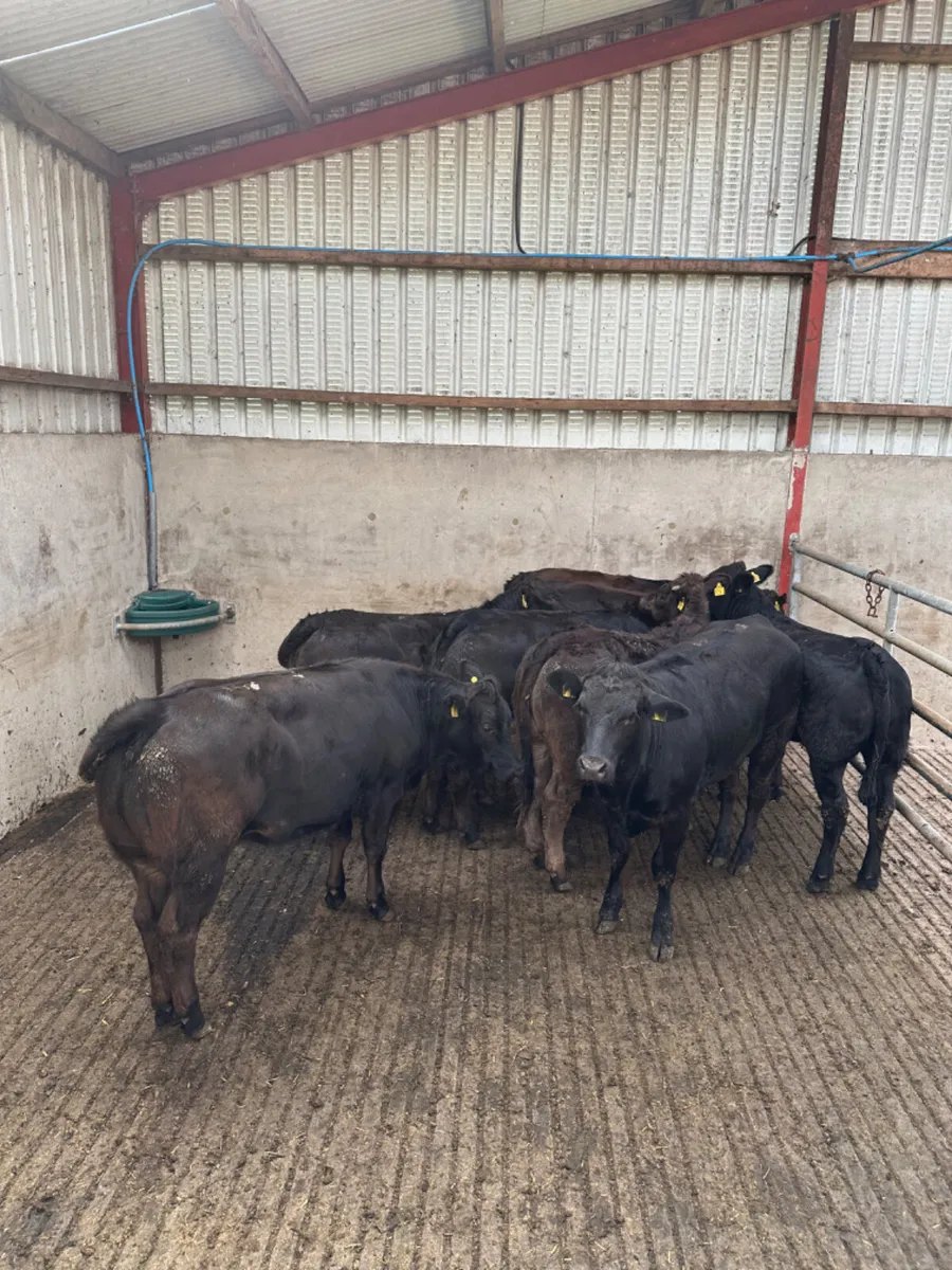 Lim heifers - Image 3
